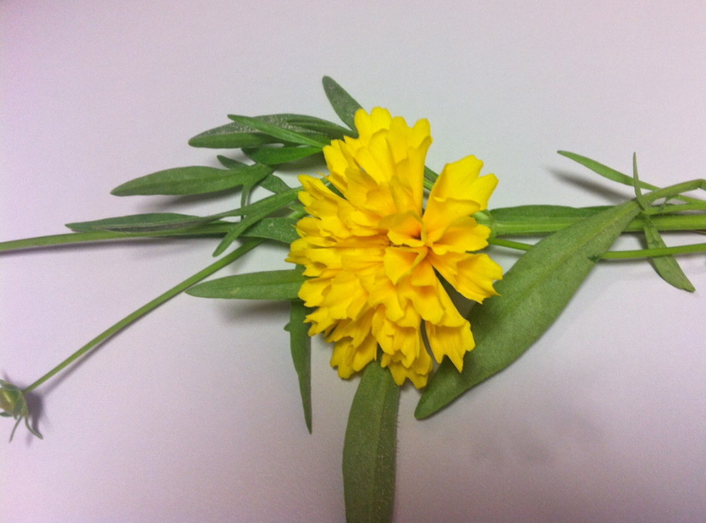 coreopsis tinctoria dye